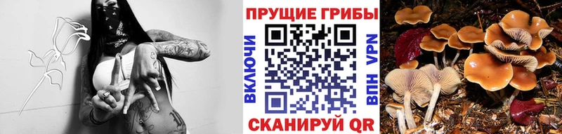 Галлюциногенные грибы ЛСД гидра рабочий сайт Кудымкар где продают